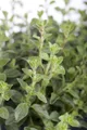 Produktbild: Pflanzen für Dich Staude Origanum vulgare, 1 St., Oregano, Wilder Majoran, Echter Dost