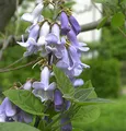 Produktbild: Blauglockenbaum 100-125cm - Paulownia tomentosa - lebende Gartenpflanze aus den Baumschulen