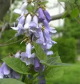 Produktbild: Blauglockenbaum 100-125cm - Paulownia tomentosa
