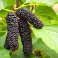 Produktbild: Schwarze Maulbeere Illinois Everbearing 2L - Obstpflanzensämling